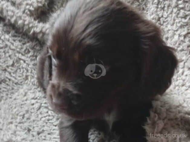 Cocker spaniel pups for sale in Stourbridge, West Midlands - Image 5