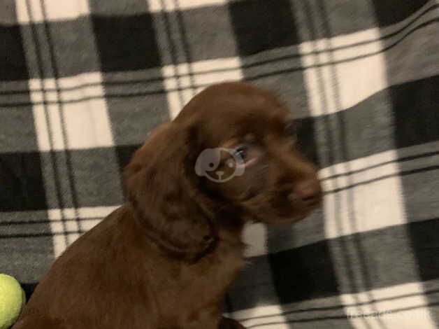 cocker spaniel pups for sale in Sunderland, Tyne and Wear