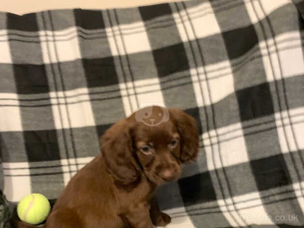 Cocker Spaniels for sale in Sunderland, Tyne and Wear