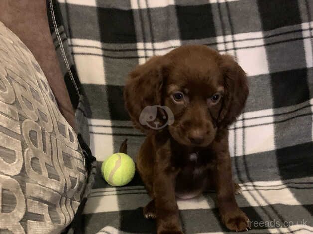 Cocker Spaniel Puppies for sale in Tyne and Wear