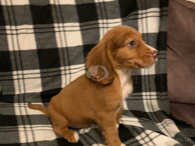 Cocker Spaniel Puppies for sale