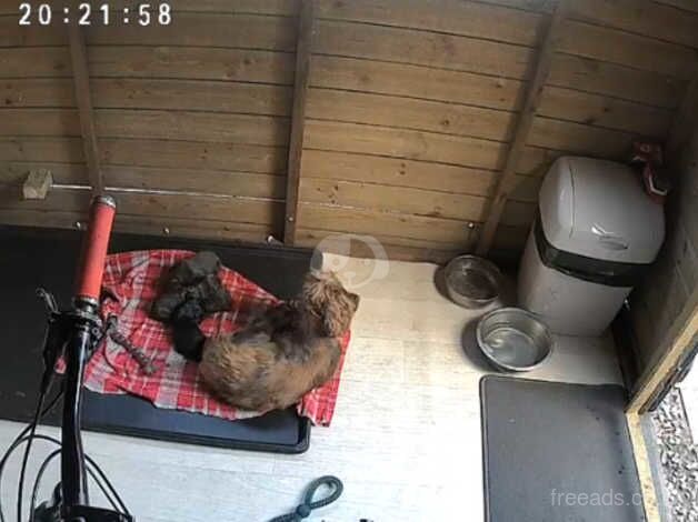 Cocker spaniel pups for sale in Talywain, Torfaen - Image 1