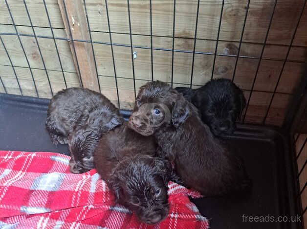 Cocker spaniel pups for sale in Talywain, Torfaen - Image 2