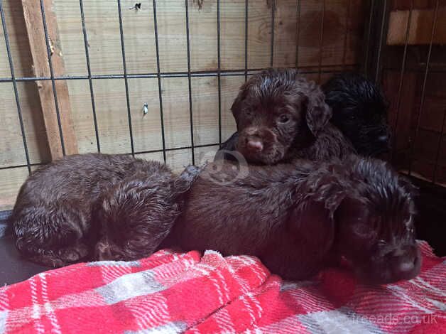 Cocker spaniel pups for sale in Talywain, Torfaen - Image 3