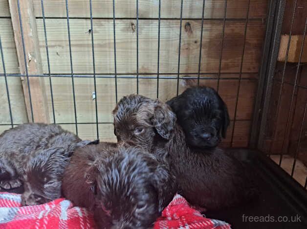 Cocker spaniel pups for sale in Talywain, Torfaen - Image 4