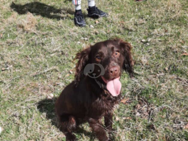 Cocker spaniel pups for sale in Talywain, Torfaen - Image 5