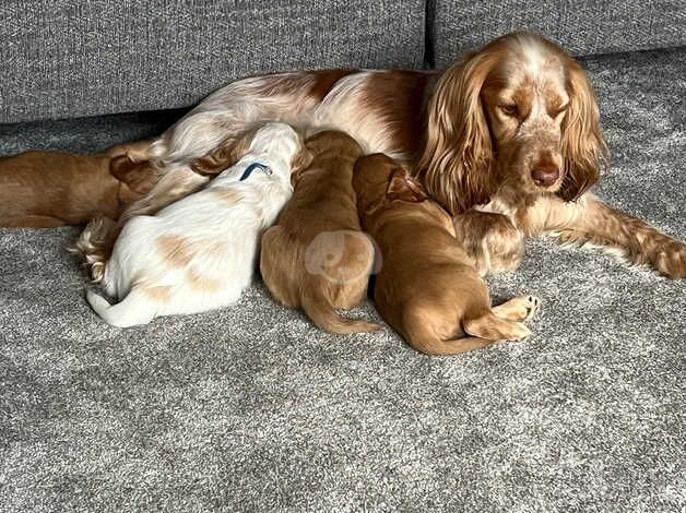 Cocker spaniel pups for sale in Worksop, Nottinghamshire