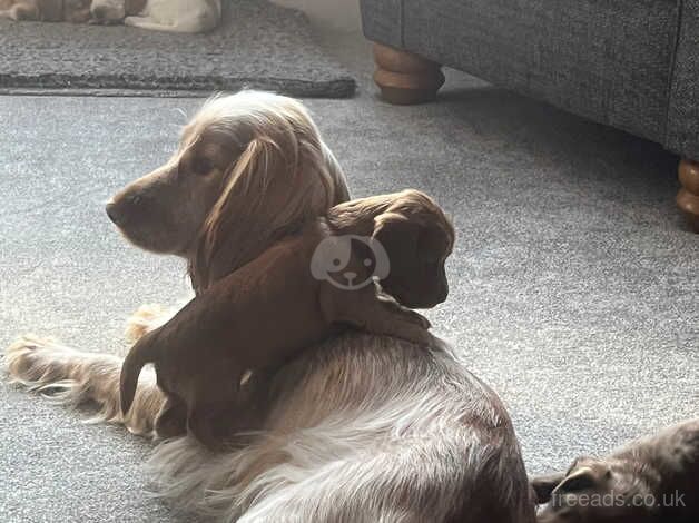 Cocker spaniel pups for sale in Worksop, Nottinghamshire - Image 2