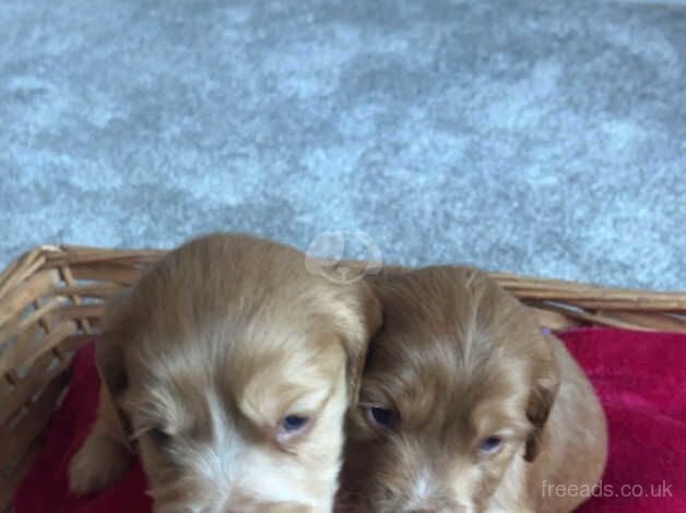 Cocker spaniel pups for sale in Worksop, Nottinghamshire - Image 3