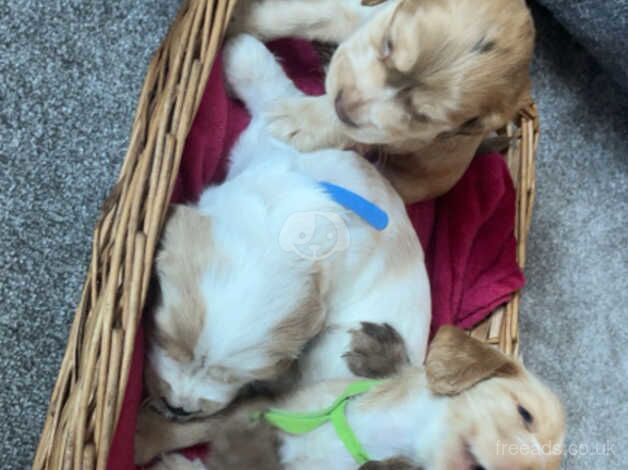 Cocker spaniel pups for sale in Worksop, Nottinghamshire - Image 4