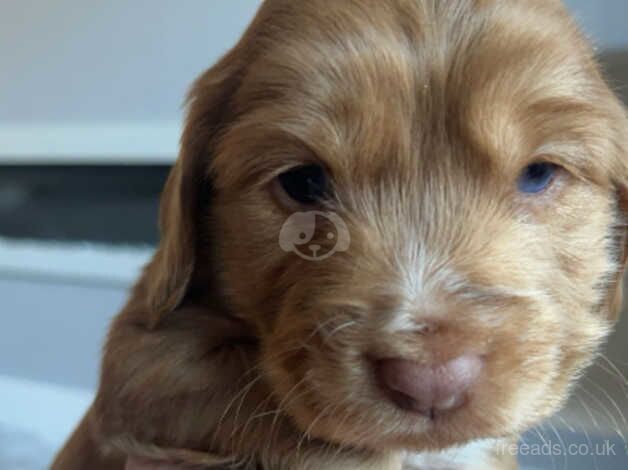 Cocker spaniel pups for sale in Worksop, Nottinghamshire - Image 5