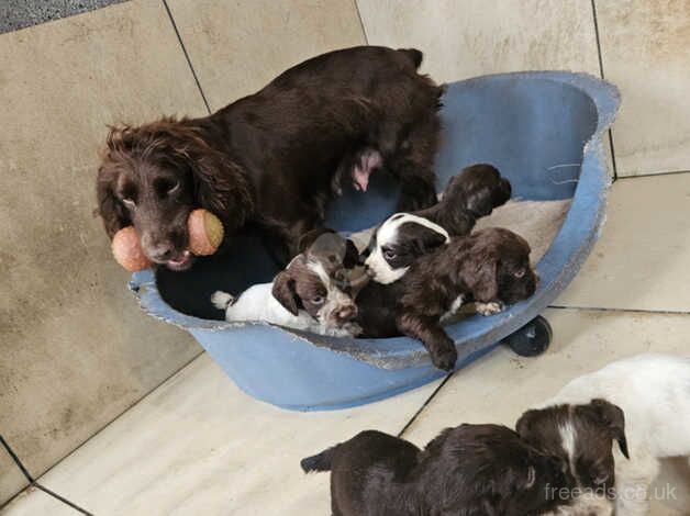 cocker spaniel pups kc registered for sale in Swansea - Image 1