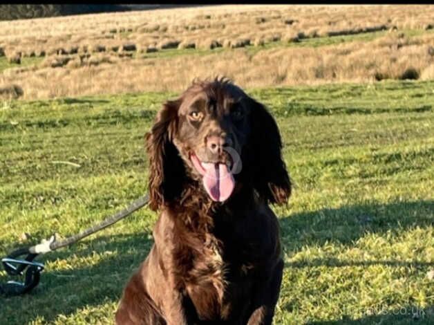 cocker spaniel pups kc registered for sale in Swansea - Image 2