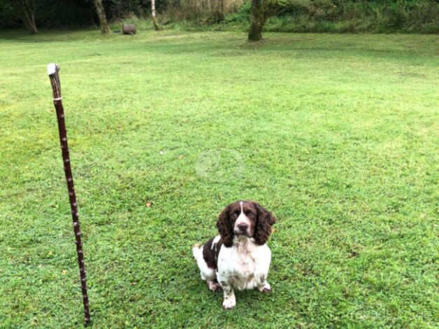 cocker spaniel pups kc registered for sale in Swansea - Image 3