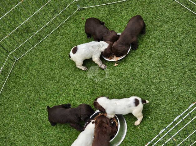 cocker spaniel pups kc registered for sale in Swansea - Image 4