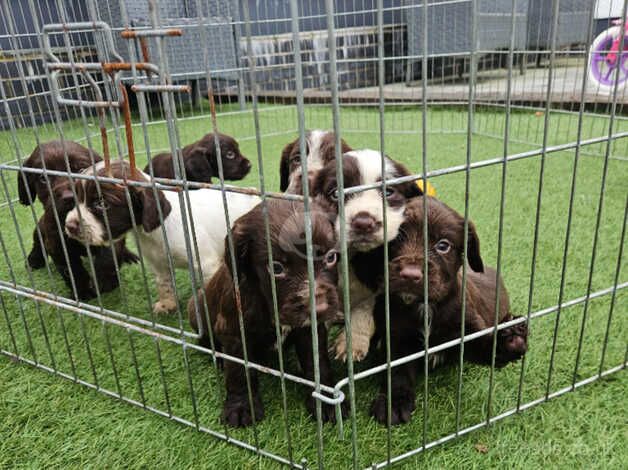 cocker spaniel pups kc registered for sale in Swansea - Image 5