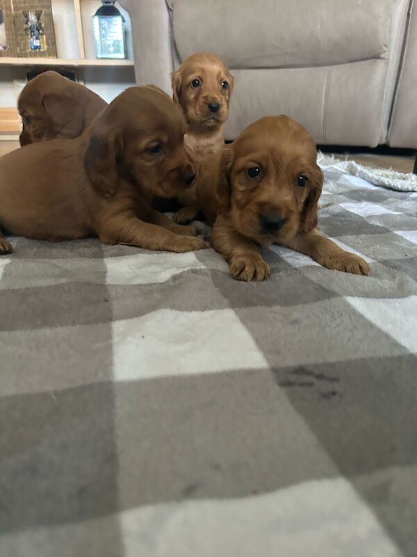 Cocker spaniel pups/puppies for sale in Derry Downs, Greater London