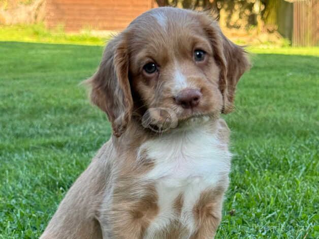 Cocker Spaniel Pups Ready To Leave for sale in Belper, Derbyshire