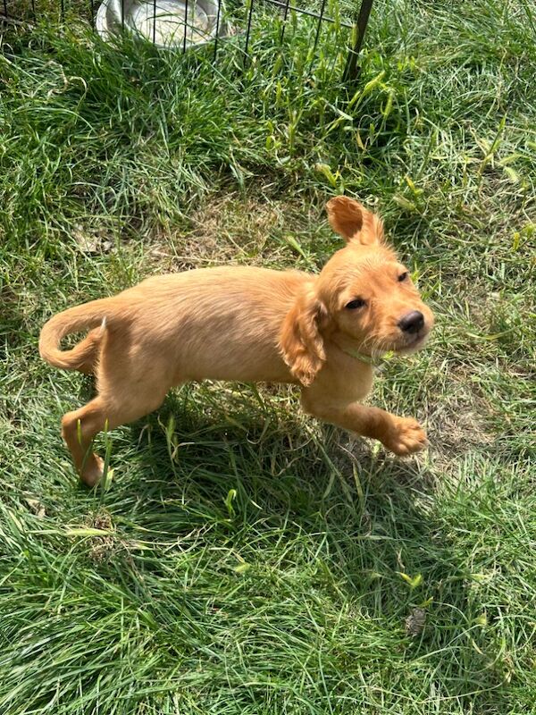 £400 Cocker spaniel ready today for sale in Peterborough, Cambridgeshire