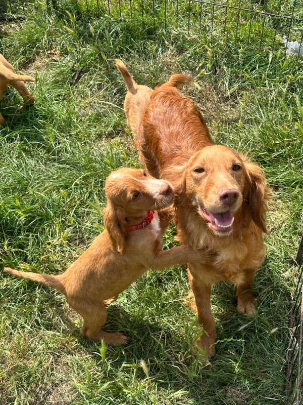 £400 Cocker spaniel ready today for sale in Peterborough, Cambridgeshire - Image 2