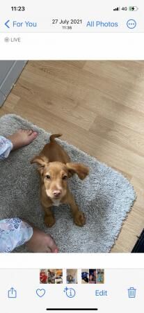 Cocker spaniel red girl for sale in Wombwell, South Yorkshire - Image 3