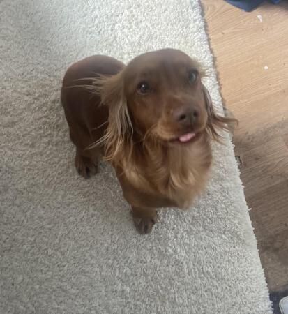 Cocker spaniel red girl for sale in Wombwell, South Yorkshire - Image 4