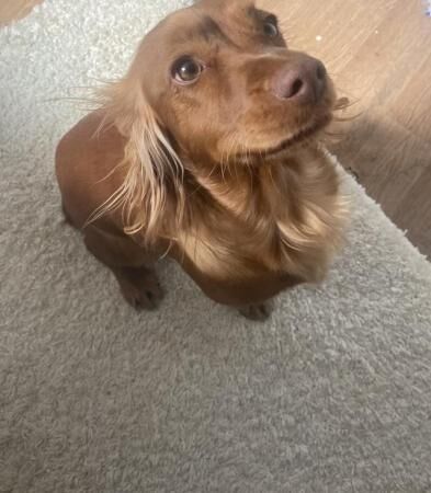 Cocker spaniel red girl for sale in Wombwell, South Yorkshire - Image 5