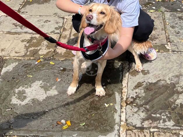 Cocker spaniel Sandy for sale in Sevenoaks, Kent