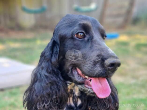 Cocker spaniel (Show) puppies for sale in Brackley, Northamptonshire - Image 2