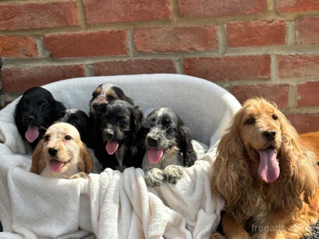 Cocker spaniel show typ for sale in Fareham, Hampshire