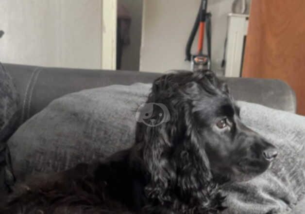 Cocker spaniel- Skye for sale in Saltcoats, North Ayrshire