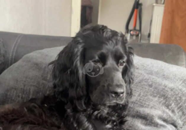 Cocker Spaniels for sale in Saltcoats, North Ayrshire