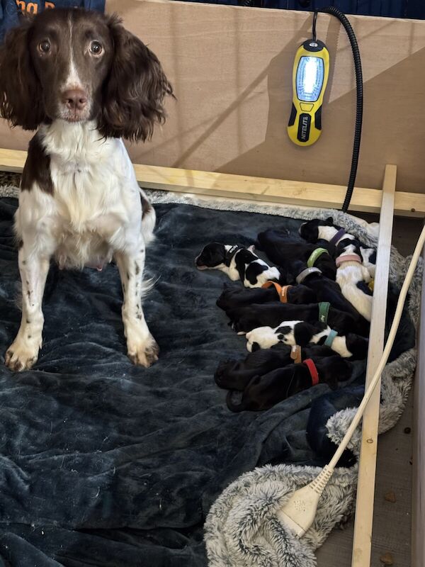 Cocker spaniel /springer spaniel puppies for sale in Motherwell, Lanarkshire - Image 2