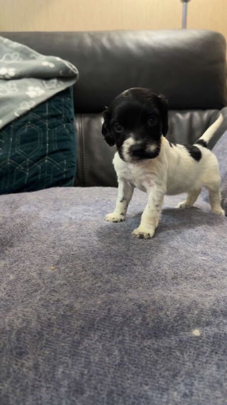 Cocker spaniel /springer spaniel puppies for sale in Motherwell, Lanarkshire - Image 3