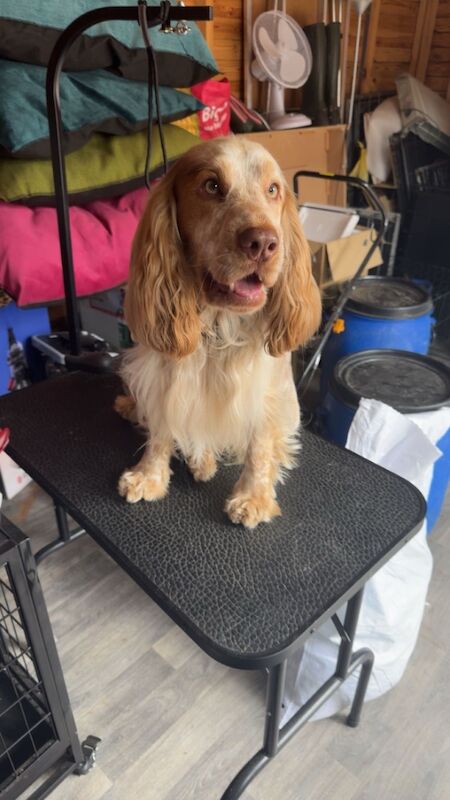 Cocker spaniel stud for sale in Worksop, Nottinghamshire