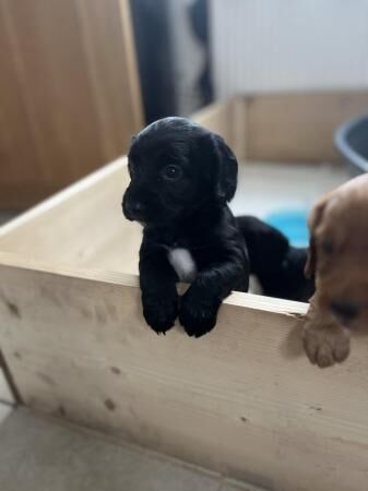 Cocker spaniel x 2 males for sale in Manchester, Greater Manchester - Image 1