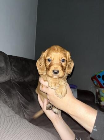 Cocker spaniel x 2 males for sale in Manchester, Greater Manchester - Image 2