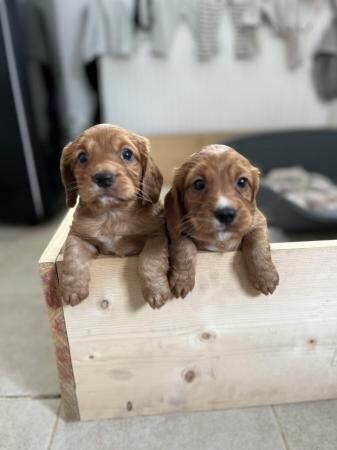 Cocker spaniel x 2 males for sale in Manchester, Greater Manchester - Image 3