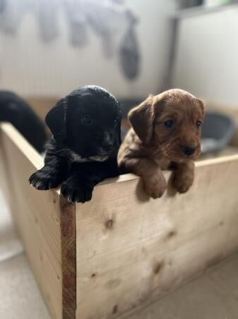 Cocker spaniel x 2 males for sale in Manchester, Greater Manchester - Image 4