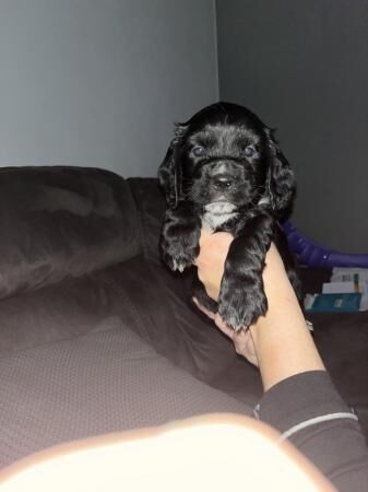 Cocker spaniel x 2 males for sale in Manchester, Greater Manchester - Image 5