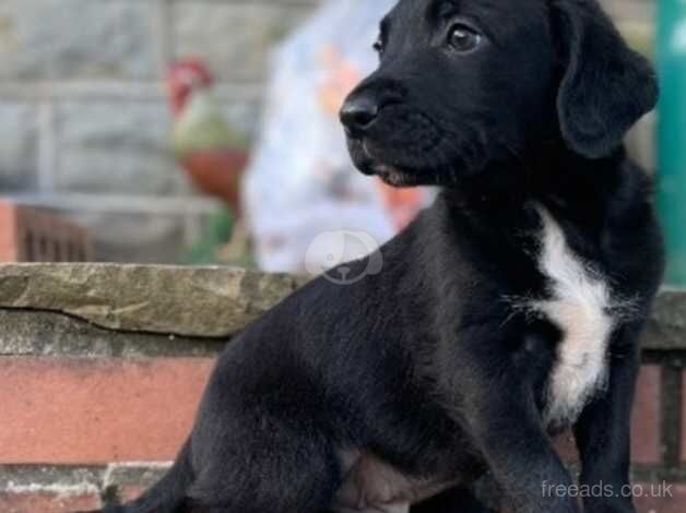 Cocker spaniel x Belgium mailinos for sale in Tonypandy, Rhondda Cynon Taf