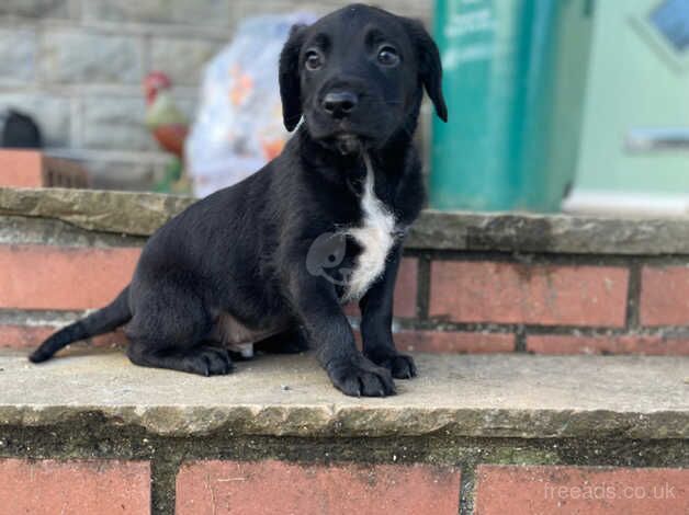 Cocker spaniel x Belgium mailinos for sale in Tonypandy, Rhondda Cynon Taf - Image 2