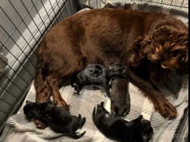 Cocker spaniel x Belgium mailinos for sale in Tonypandy, Rhondda Cynon Taf - Image 3