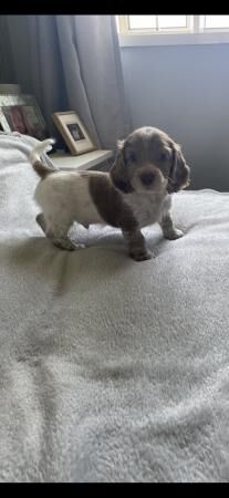 Cocker spaniel x mini dachshund for sale in Wrexham - Image 1