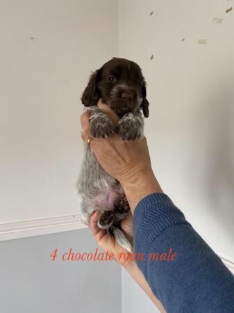 Cocker spaniel x mini dachshund for sale in Wrexham - Image 5