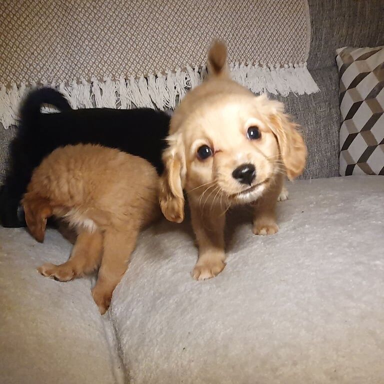 Cocker Spaniel x Pomeranian Pups for sale in Pomeroy, Cookstown