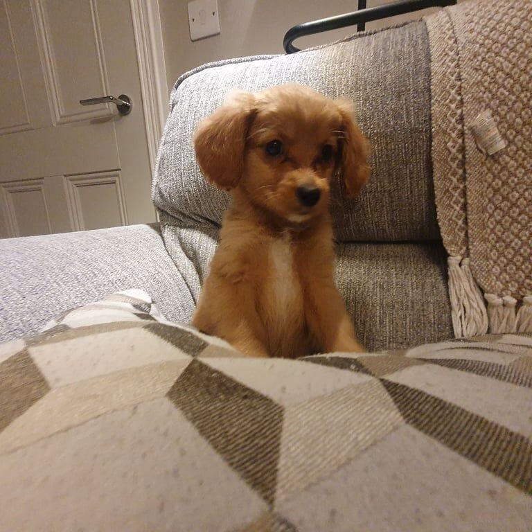 Cocker Spaniel x Pomeranian Pups for sale in Pomeroy, Cookstown - Image 3