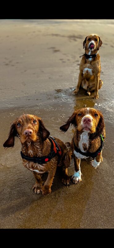 Cocker spaniels 16 months for sale in Middlesbrough, North Yorkshire