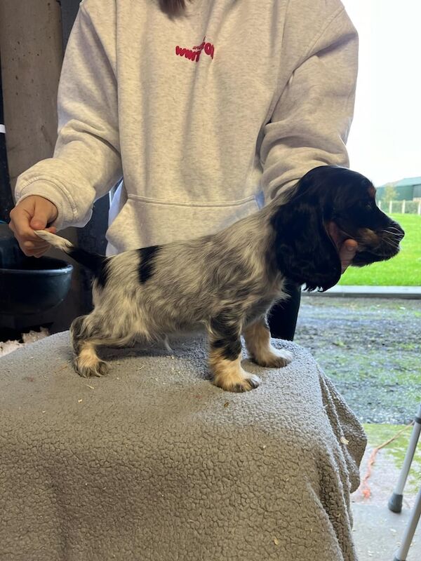 Cocker spaniels for sale in Dungannon, County Tyrone