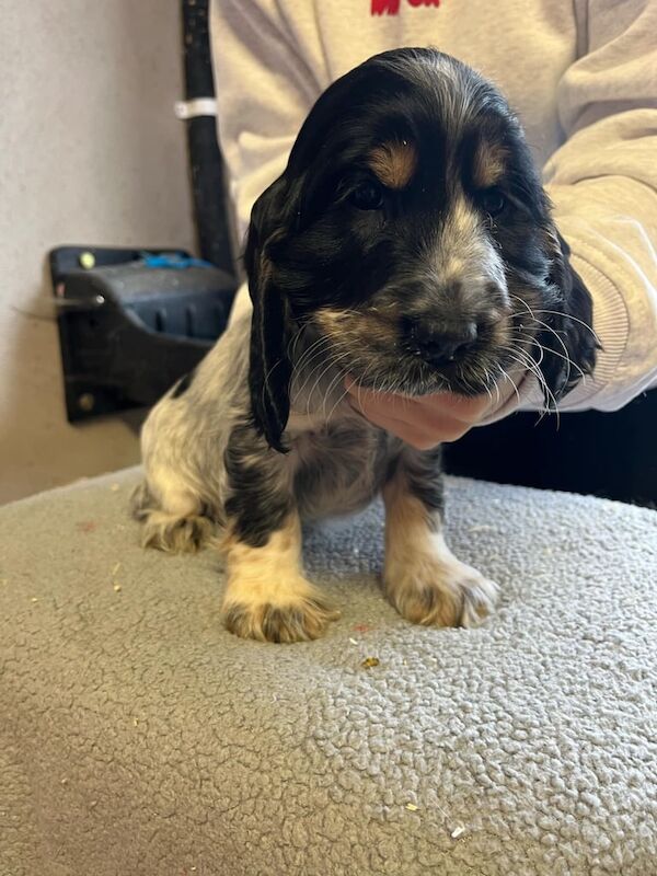 Cocker spaniels for sale in Dungannon, County Tyrone - Image 2